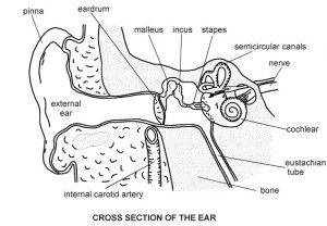 ear with sensorineural hearing loss