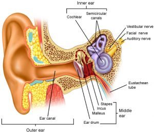 vestibular system and vertigo